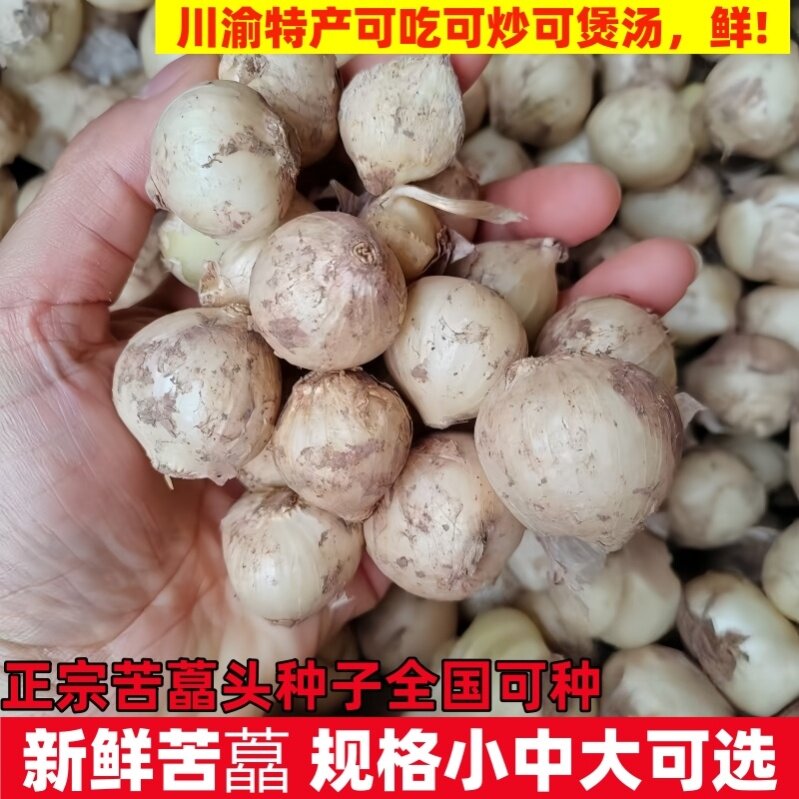 四川苦藠种子小根蒜团葱苦藠薤白种苗现挖直发产地包邮