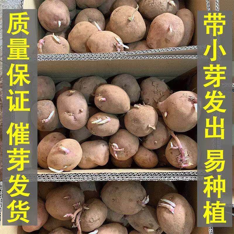 老品种发芽带芽发货黄皮黄心红皮黄心秋土豆种子原种包邮土豆