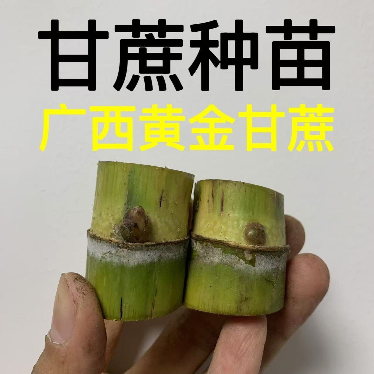 正宗黑皮甘蔗种苗带芽苞室内外盆栽绿植高产水果甘蔗种节苗