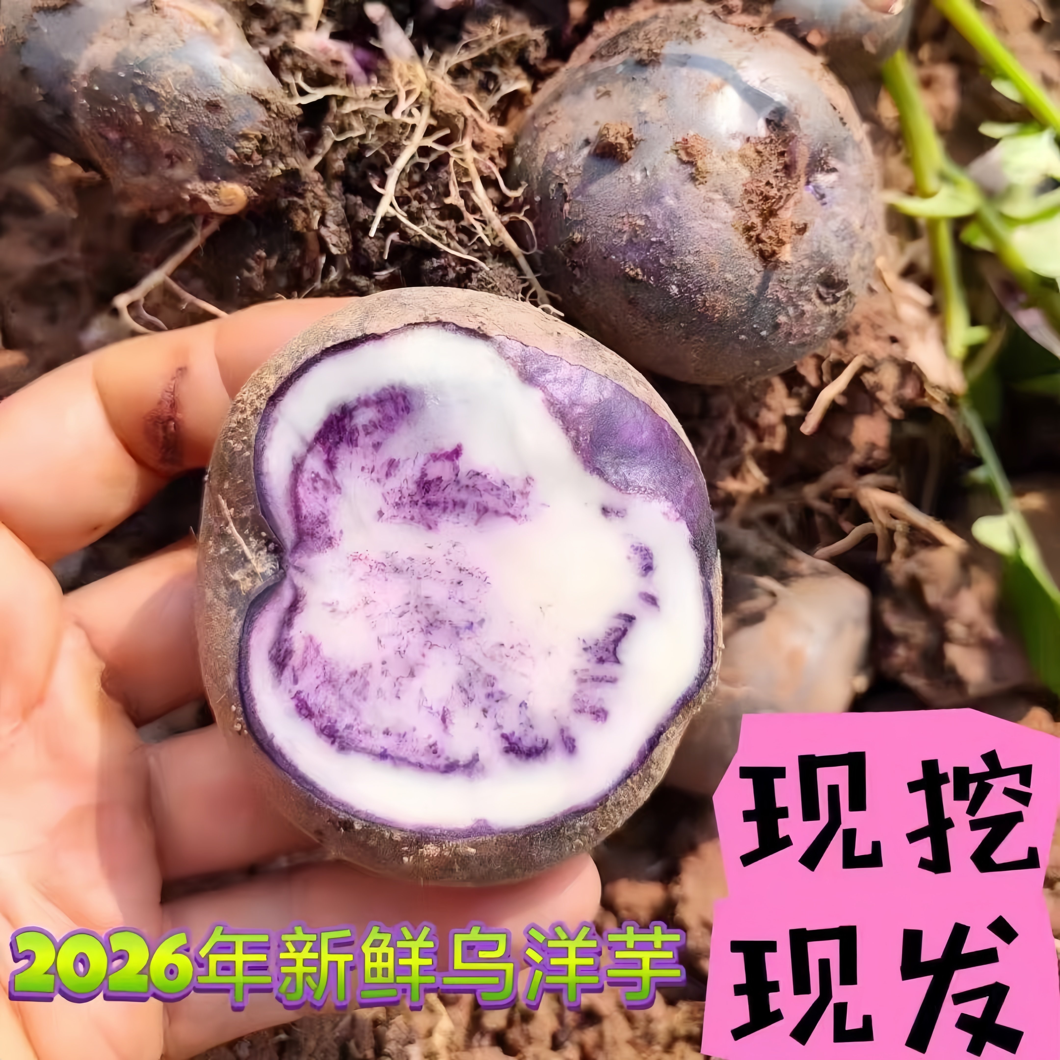 新鲜上市云南老品种花青素乌洋芋软糯绵密紫皮小土豆洋芋口感粉面