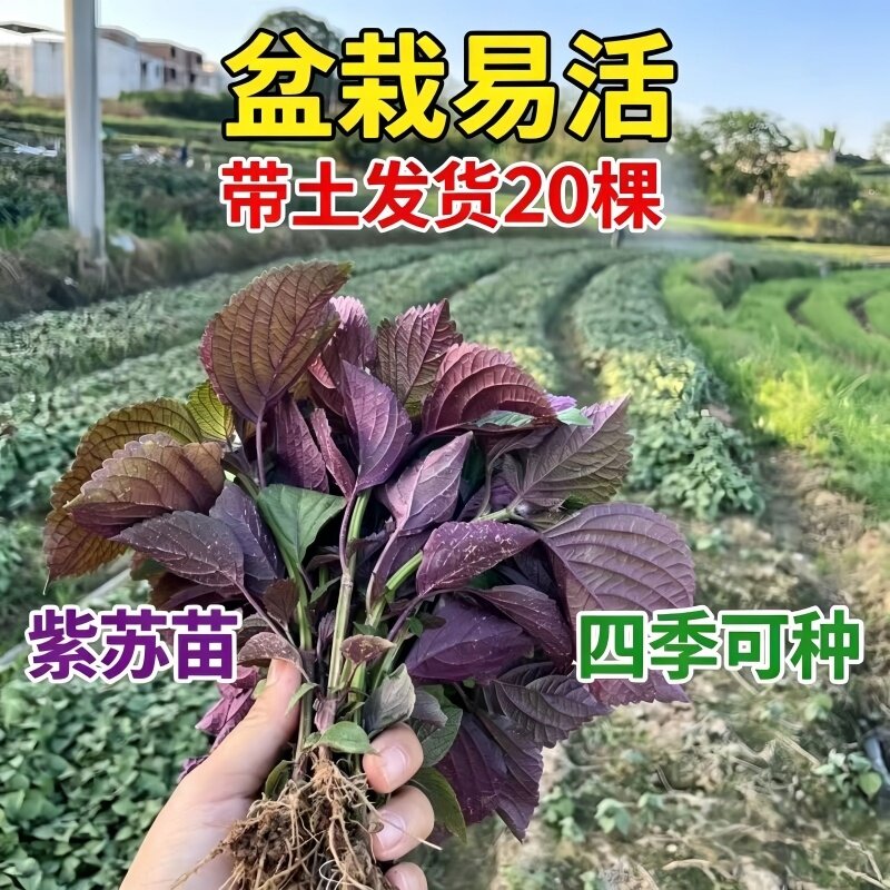正宗特香紫苏苗秧双色紫苏幼苗苏子叶包肉多茬采收四季盆栽种植