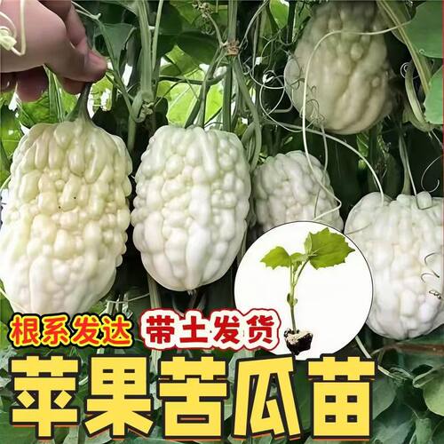 正宗长青苦瓜苗当季蔬菜苗秧苗蔬菜苗四季盆栽庭院高产种苗