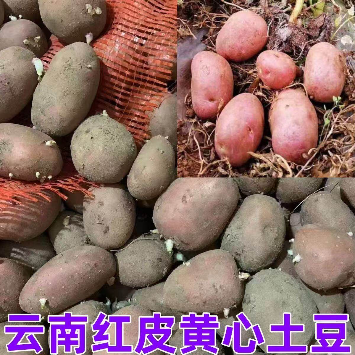 红老品种黄心土豆种洋芋马铃薯秋冬季新鲜种子云南黄皮土豆