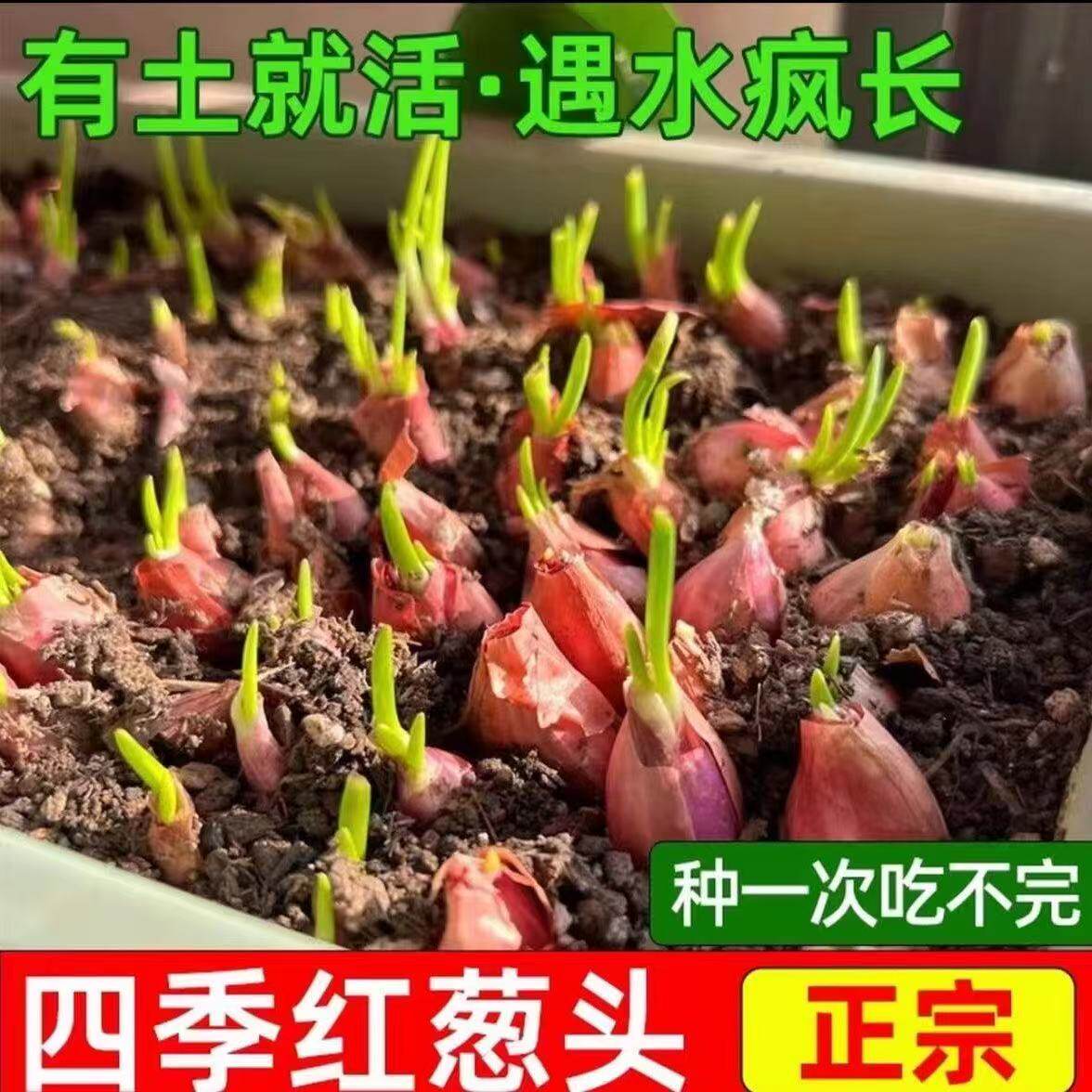 四川农家自种小香葱正宗红葱头香葱头火葱头干葱头新鲜