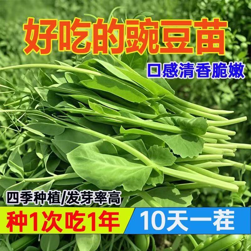 四季蔬菜种子孑籽青豆麦寒雪毕麻累荷兰豆回鹘豆无须豌豆