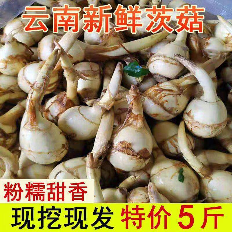 云南大理现挖当季鲜慈姑整箱