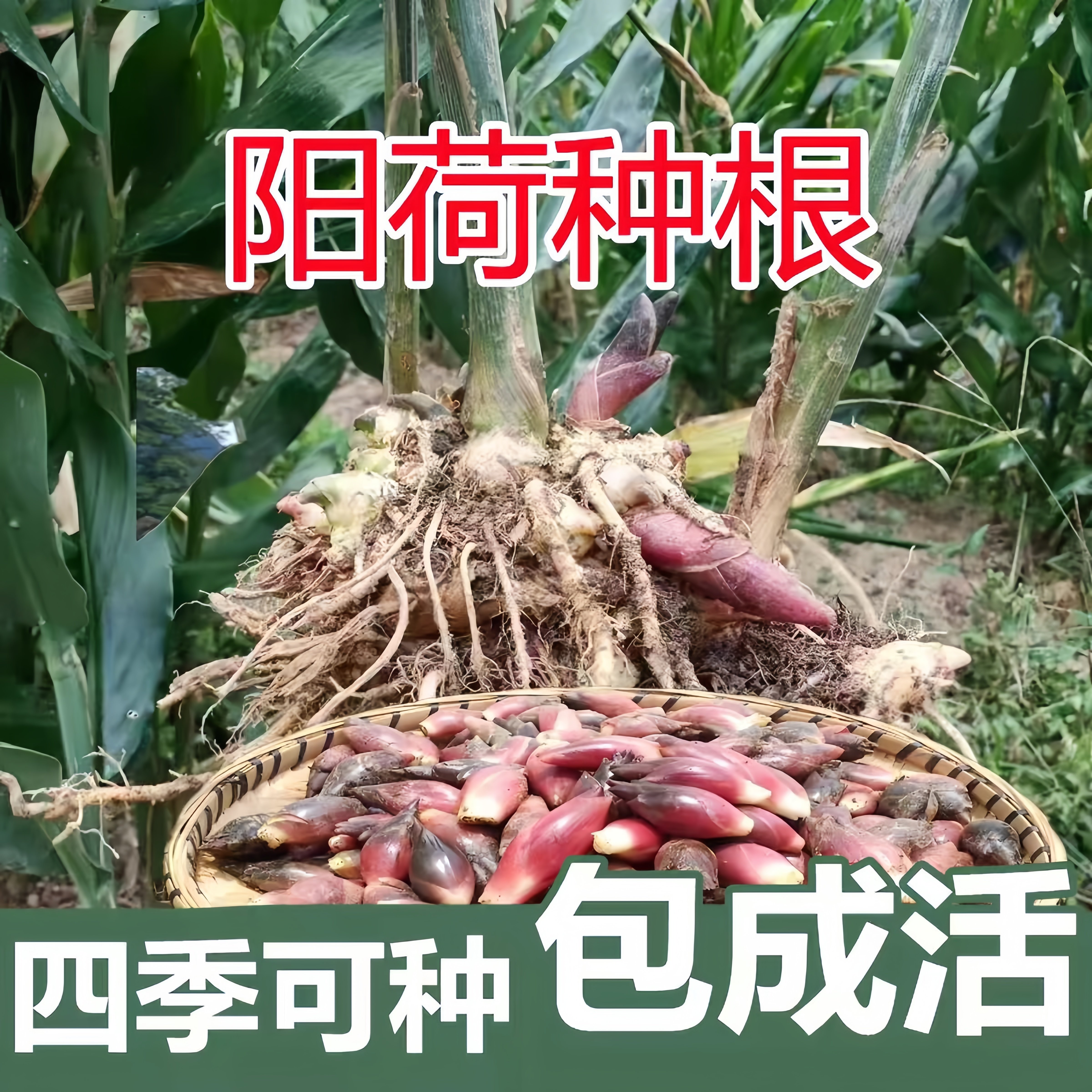 阳荷种根现挖洋荷姜南北方均可种植四季易活盆栽地栽蔬菜农家自卖