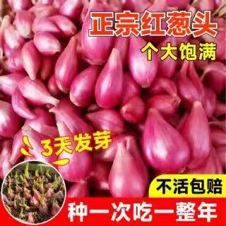 四季便宜实惠正宗新鲜农家红葱头可种可吃蔬菜种子
