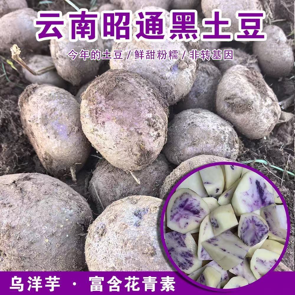 乌洋芋紫皮土豆新鲜乌洋芋七彩土豆马铃薯应季贵州特产六盘水四格