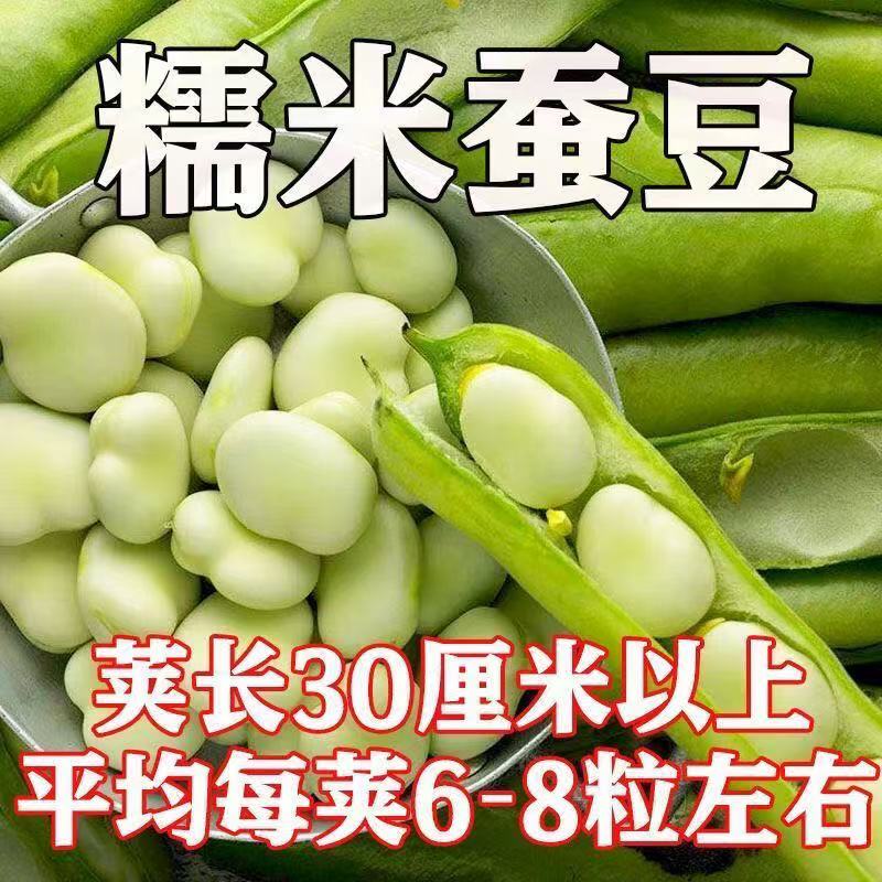 大荚胡豆种籽甜糯白皮蚕豆种子秋冬季高产耐寒早熟播种蔬菜罗汉豆