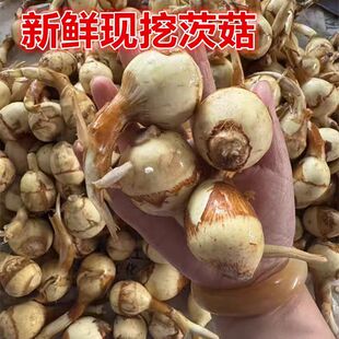 苏北新鲜山茨菇白慈姑茨菰马蹄荸荠整箱邮菜燕尾草地栗芽