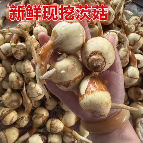 苏北新鲜山茨菇白慈姑茨菰马蹄荸荠整箱邮菜燕尾草地栗芽