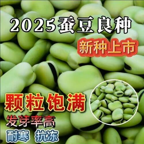 中粒蚕豆种子高产耐寒早熟北斗七星罗汉豆春秋冬季播种胡豆蔬菜种