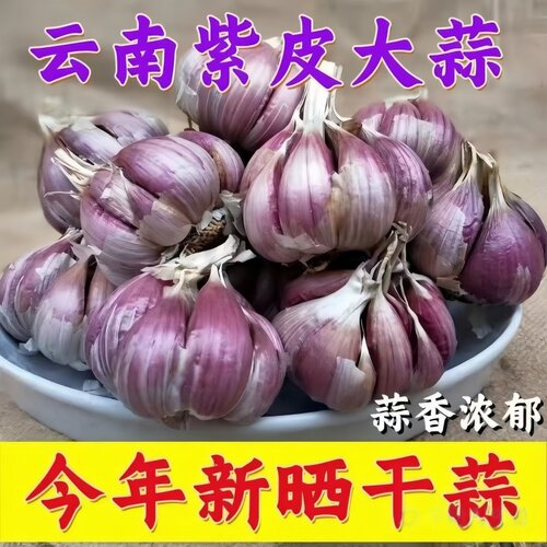 正宗云南2026新鲜大理紫皮大蒜农家大蒜头新干蒜5斤红蒜多瓣香蒜
