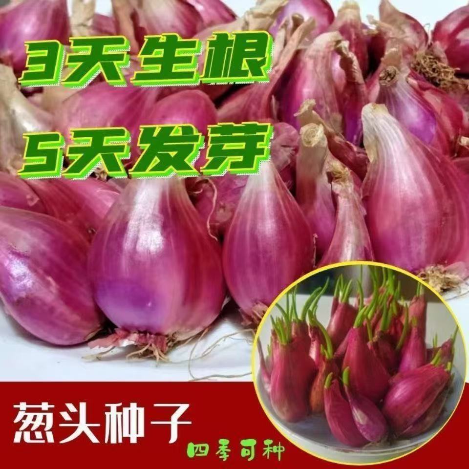新鲜火小香葱子1斤10包邮广东农家现货可种做肠粉汁红葱头