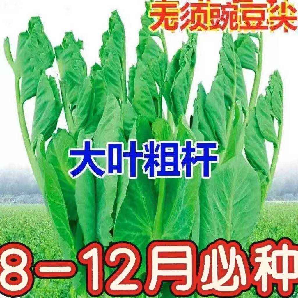 新品可连续多次采收秋冬无须专吃叶豌豆尖种子豌豆苗种籽
