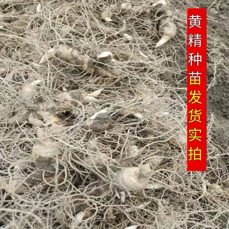 野生鸡头黄精种苗新鲜种芽老虎姜中药黄金苗药材苗批发可食用图片