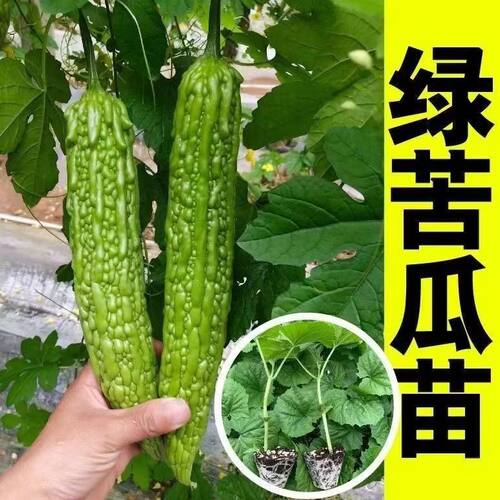 可生吃苹果苦瓜苗秧苗带土球绿剑珍珠苦瓜耐热盆栽蔬菜苗早熟苗