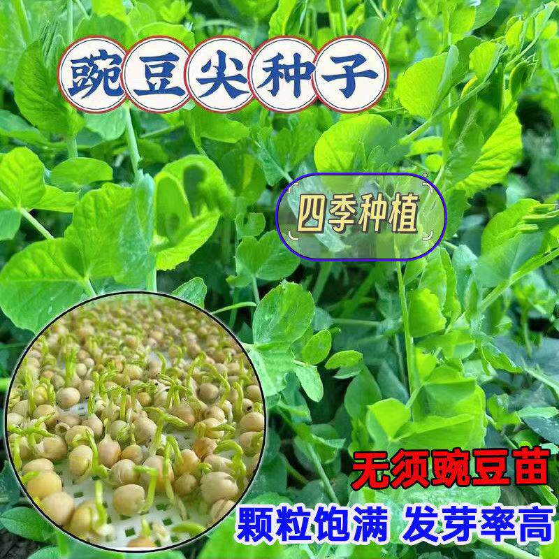 秋冬季蔬菜种子豌豆尖四季易种阳台盆栽芽苗菜豌豆苗种子