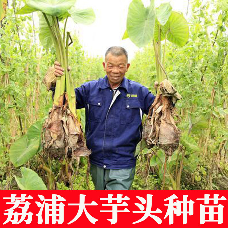 正宗广西桂林荔浦市香芋头种植苗槟榔芋紫藤芋子仔蔬菜种图片