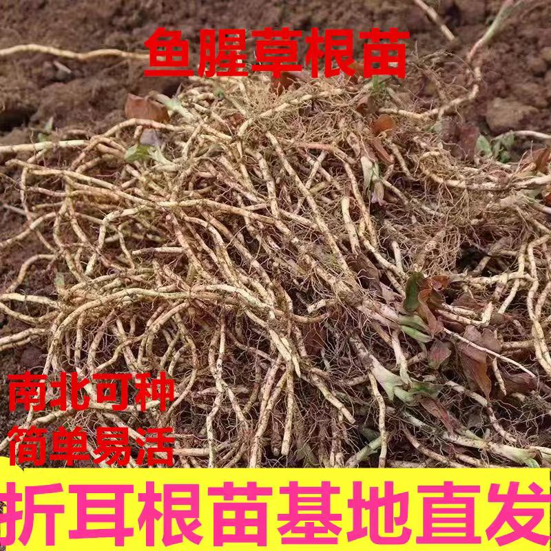 折耳根种植根鱼腥草老根种植苗种子种苗根苗野菜贵州节节根煲汤鲜