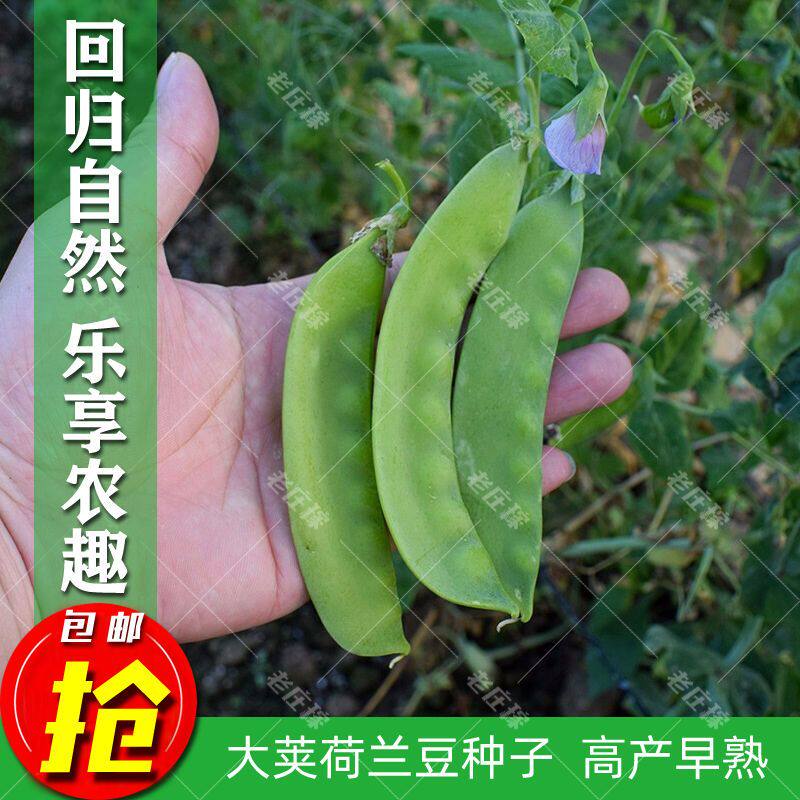 嫩荚荷兰豆种子大荚剪籽