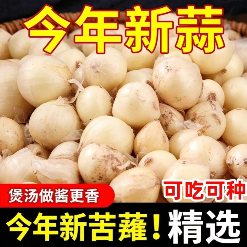 四川特产苦藠团葱种子苦叫野葱洋蒜苦蒜薤根团蒜薤白包邮