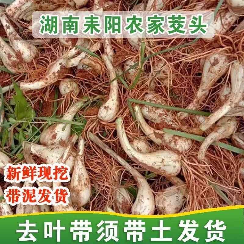 新鲜藠头荞头农家自种教头泡菜腌制茭头新鲜种子能吃能种