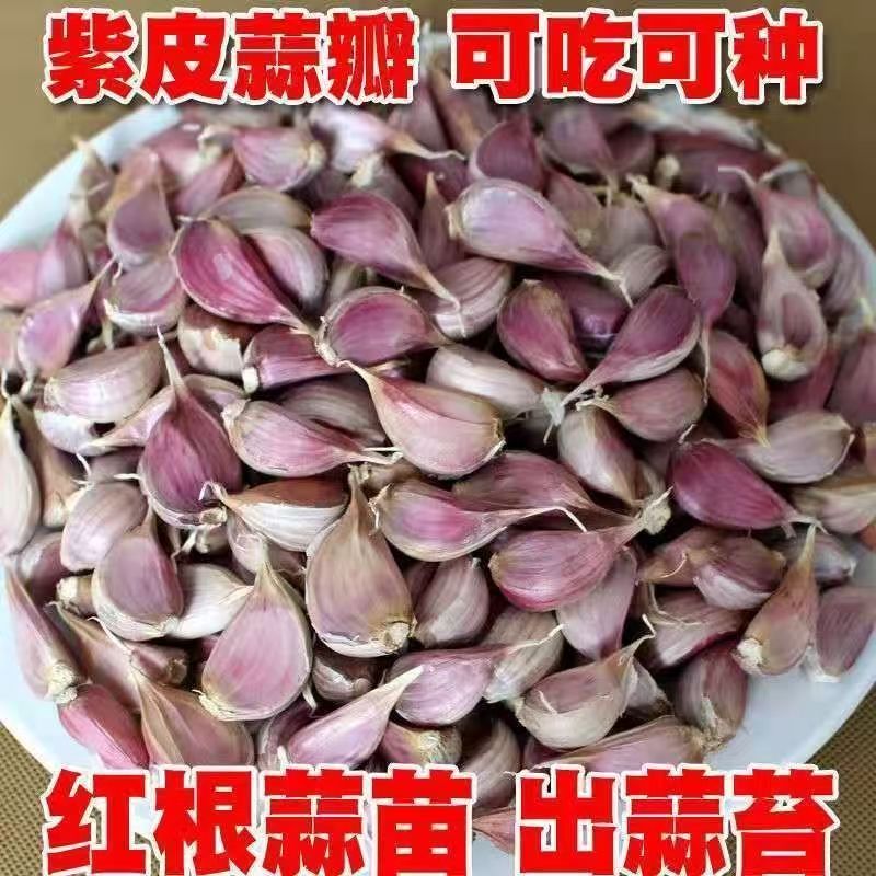 四川新鲜红根香蒜种子紫皮蒜种蒜苔红头葱硬叶蒜阳台盆栽蔬菜蒜瓣