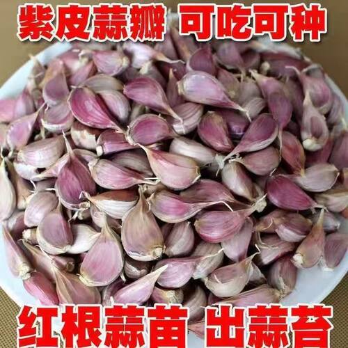 四川新鲜红根香蒜种子紫皮蒜种蒜苔红头葱硬叶蒜阳台盆栽蔬菜蒜瓣