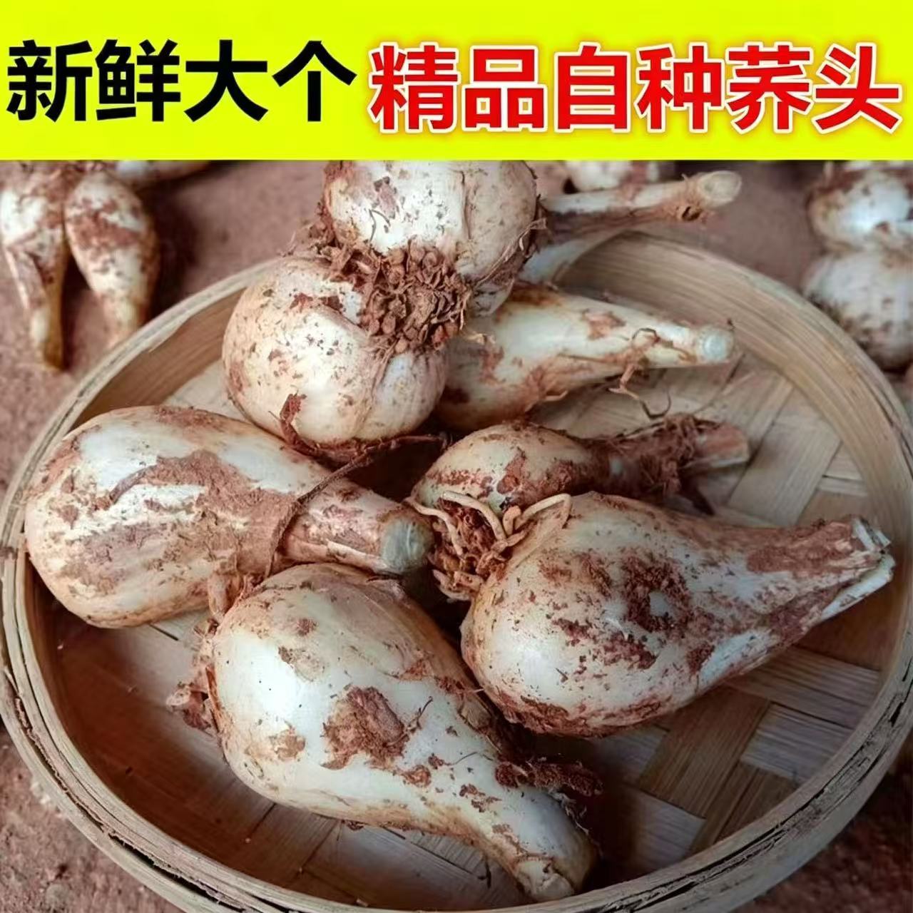 速发现挖特产藠头5斤去叶带泥荞头新鲜蔬菜农家新鲜茭白小蒜茭头