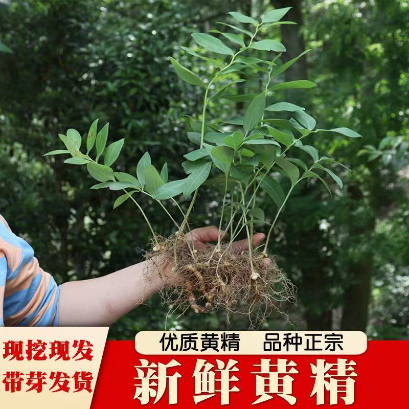 新鲜黄精种植苗老虎姜苗多花姜形不倒苗带苗带叶黄精种盆栽