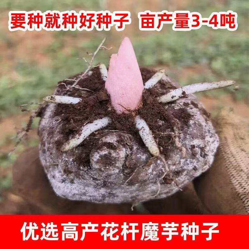 二代黑杆花魔芋种球高产魔芋种子云南基地直供脱水消毒高发芽率