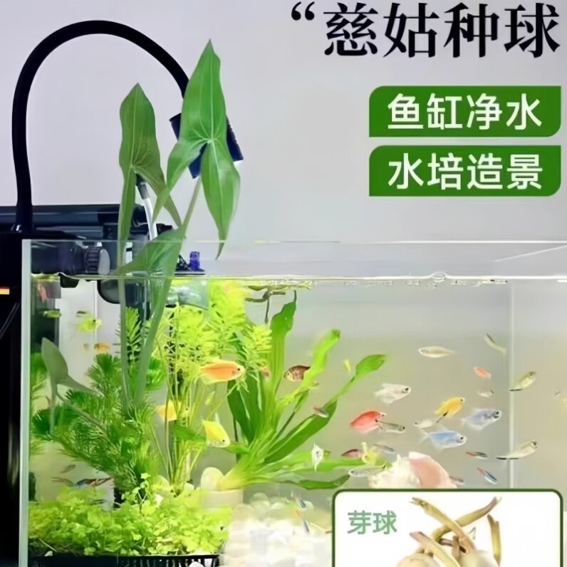 水生茨菇阳台庭院池塘水培花卉大全慈姑种苗净化水质鱼缸造景水草