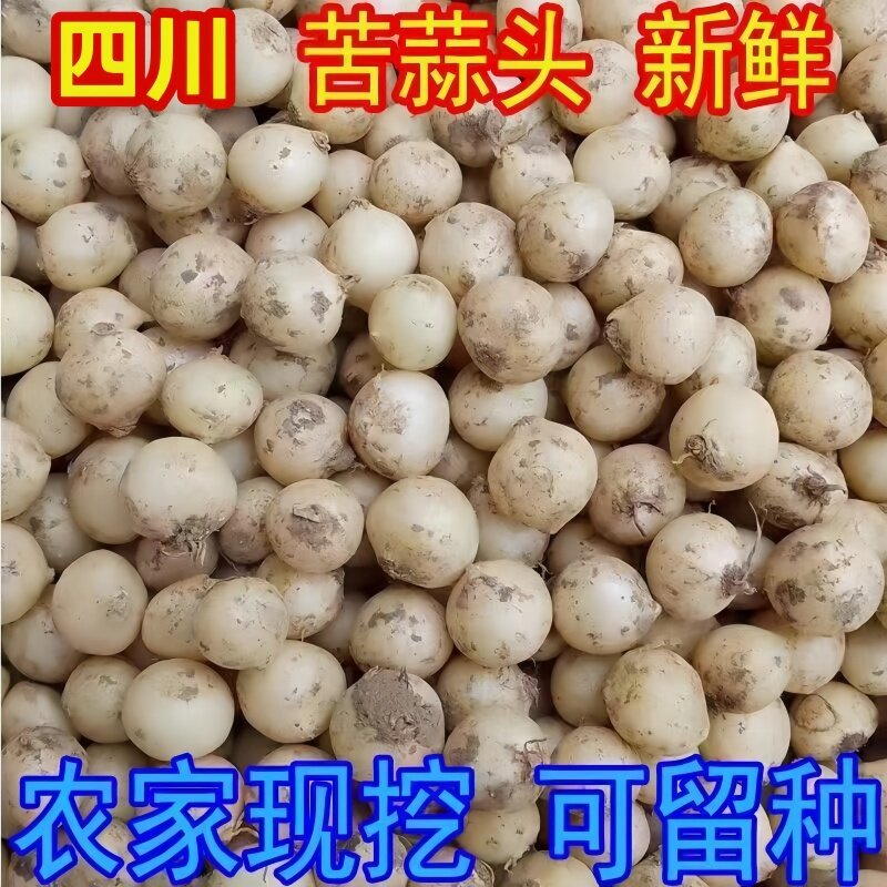 新鲜苦藠头种子可吃可种茭团葱薤白小根蒜庭院蔬菜种籽批发