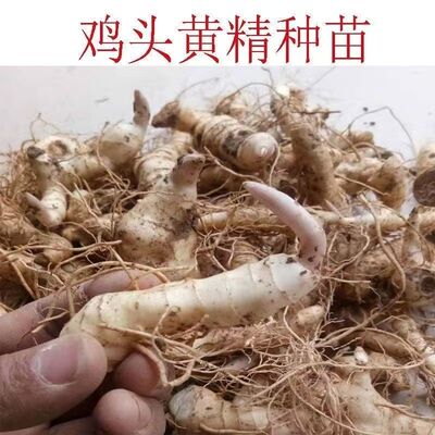倒苗黄精种植苗带芽九华山新鲜多花黄精姜形老虎姜种子现挖