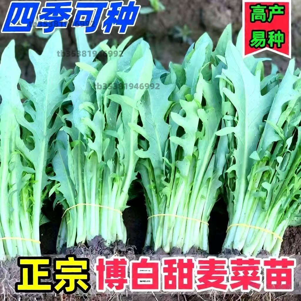 正宗广西博白甜脆麦菜秧苗高州大圆叶四季种子籽苦麦蔬菜阳台盆栽
