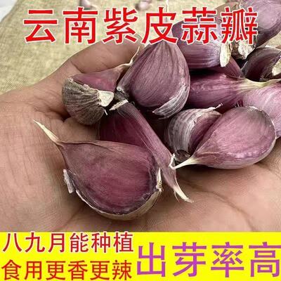 大蒜种子紫皮新鲜蒜种早蒜苔蒜苗大蒜头种籽本地农家出蒜苔