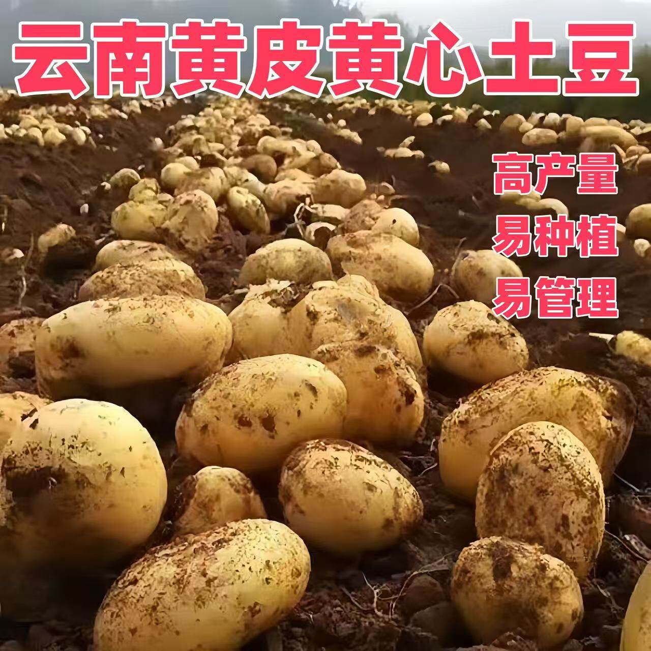 黄心土豆种洋芋马铃薯秋冬季新鲜种子云南黄皮土豆红老品种