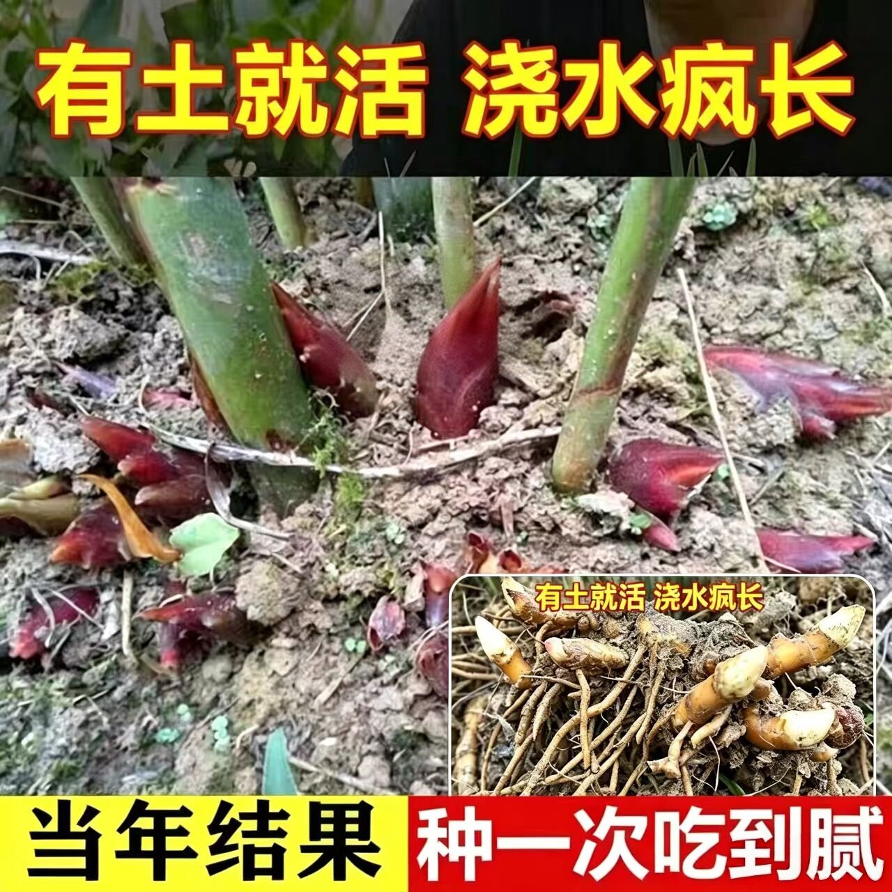 紫色阳荷姜根茎庭院普通田地山林栽培洋火洋荷新鲜根洋荷姜种根苗