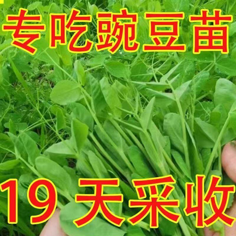 四季秋季菜园阳台盆栽蔬菜孑青菜籽四川无须豌豆尖种子豌