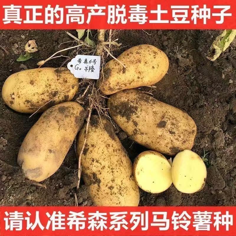 带芽四季黄心马铃薯土豆种子云南农家老品种本地高产洋芋种籽