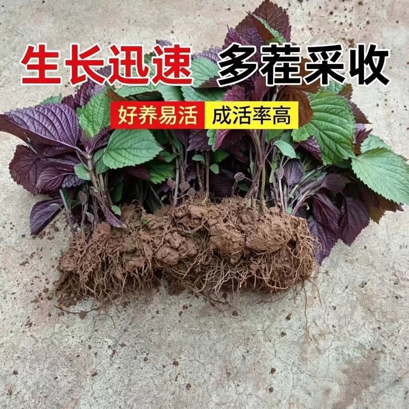 新鲜紫苏苗盆栽阳台窗台好养四季清香绿植广西可食用带土发货