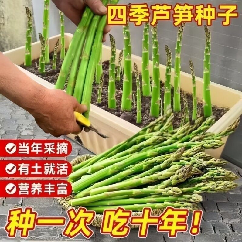 多年生留茬芦笋种苗绿紫芦笋根苗四季栽培农家小院阳台盆栽苗