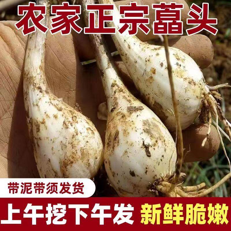 湖南藠头新鲜带叶茭头现发荞头农家藠头可做泡菜可栽种头种子鲜