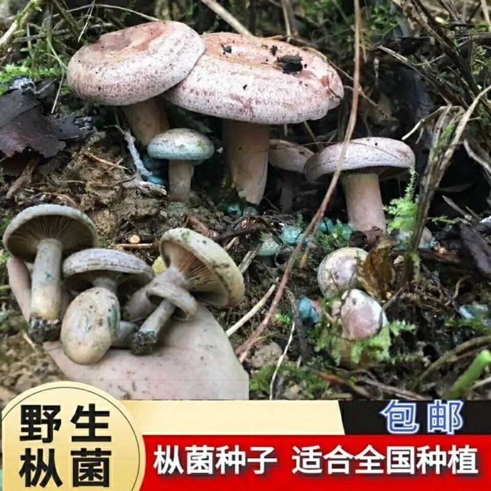 野生乌纵菌原种菌包种植