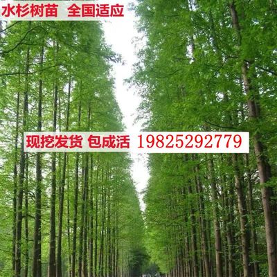 水杉树苗水杉池杉落羽杉庭院绿化