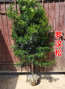 日本罗汉松庭院美观四季常青