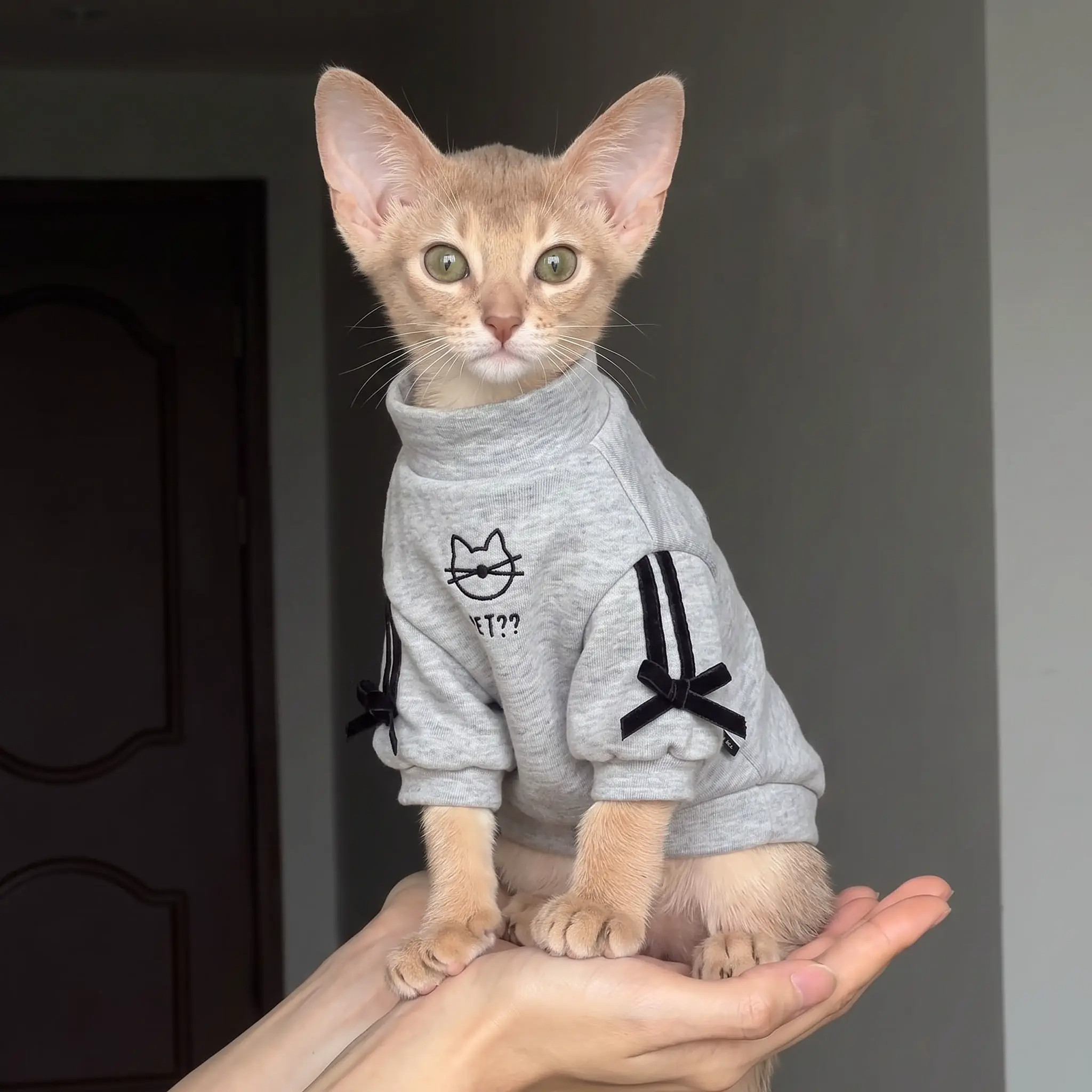 宠物小猫衣服秋冬保暖无毛猫卫衣
