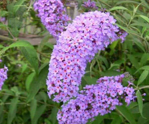 闭鱼花耐热性灌木花卉醉鱼草痒见消鱼尾草庭院造景花卉室内外盆景